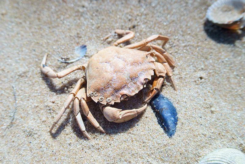 ワッデン海の画像22