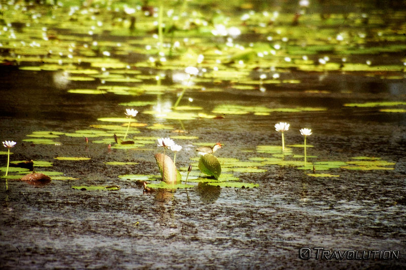 カカドゥ国立公園の画像5