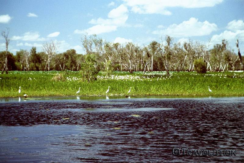 カカドゥ国立公園の画像12