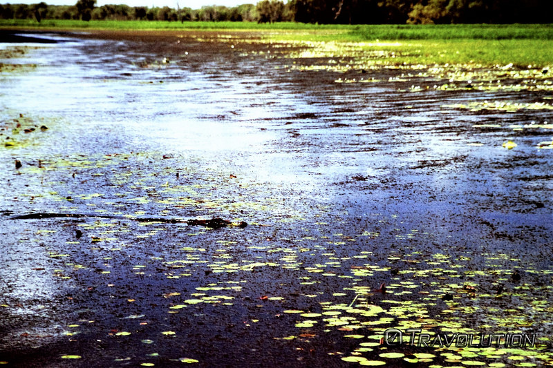 カカドゥ国立公園の画像19