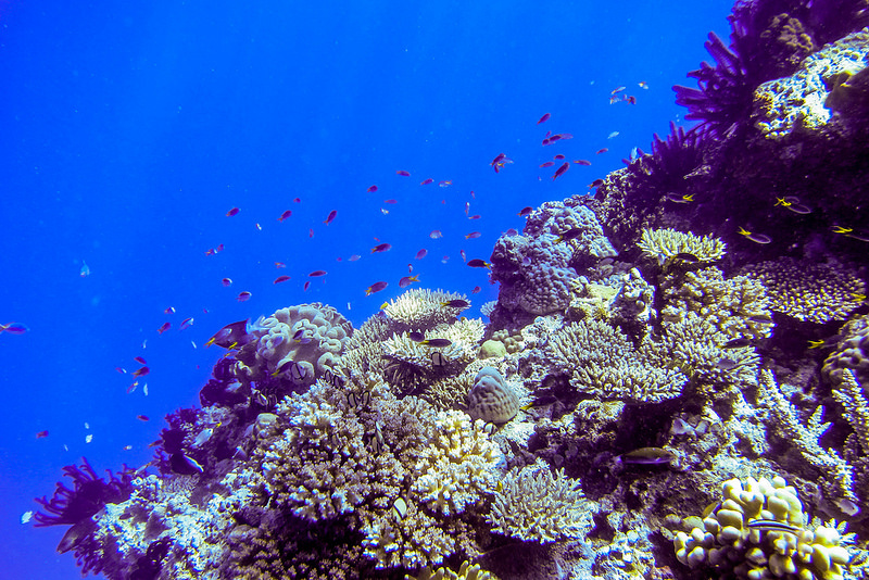 グレート・バリア・リーフの画像23