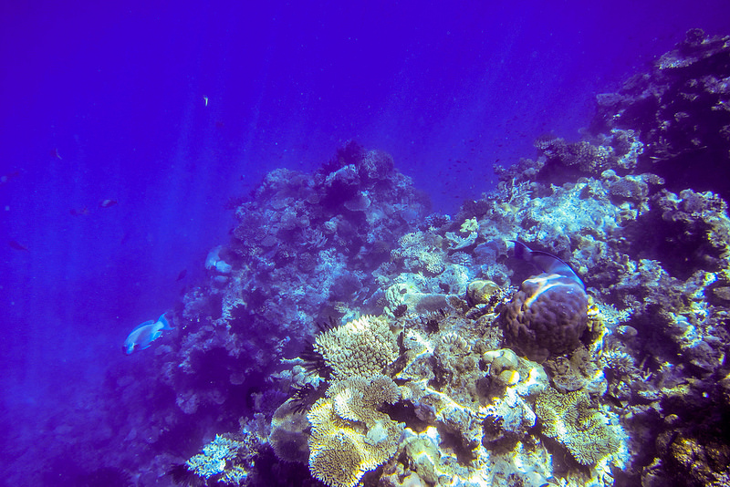 グレート・バリア・リーフの画像25