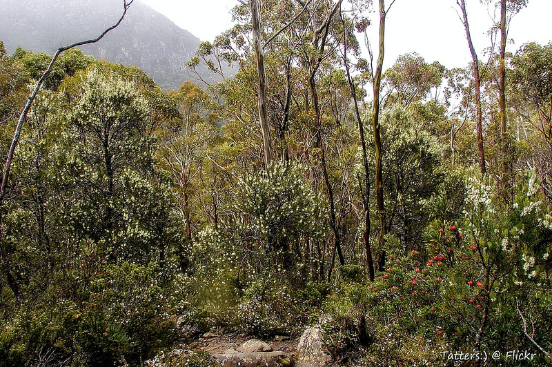 タスマニア原生地域の画像1