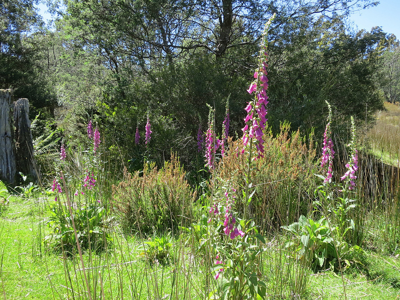 タスマニア原生地域の画像3