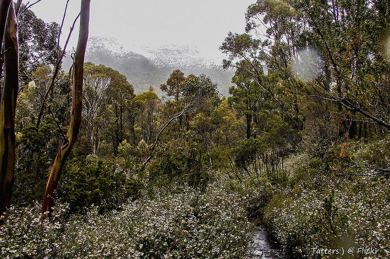 タスマニア原生地域の画像6