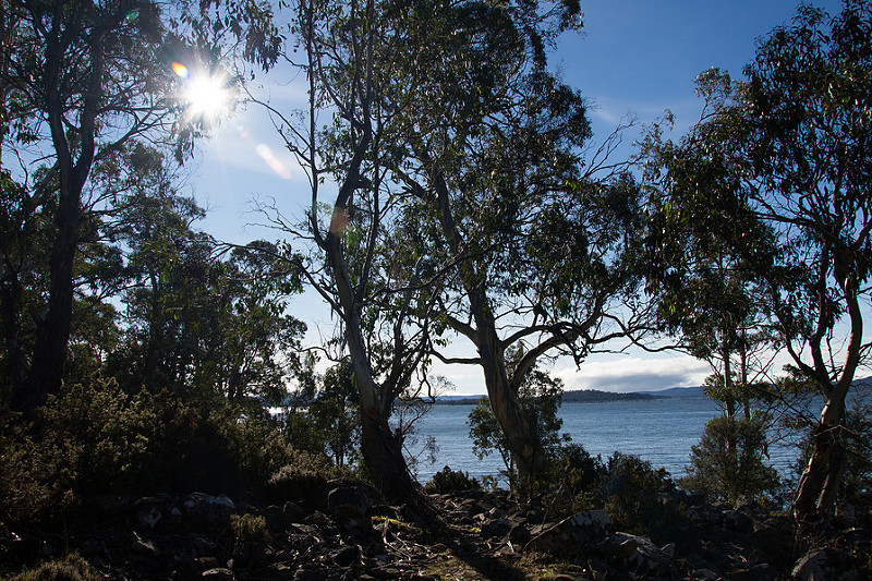 タスマニア原生地域の画像8