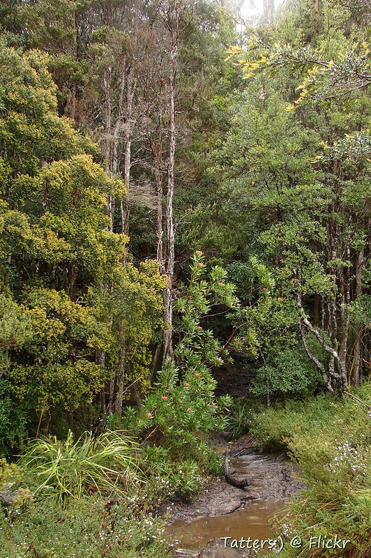タスマニア原生地域の画像17