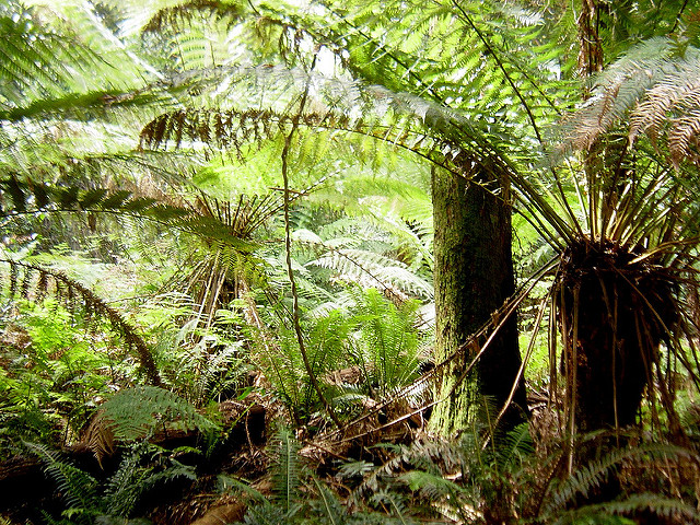 タスマニア原生地域の画像4