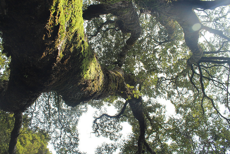 オーストラリアのゴンドワナ雨林の画像6