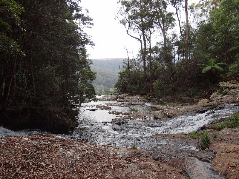 オーストラリアのゴンドワナ雨林の画像8