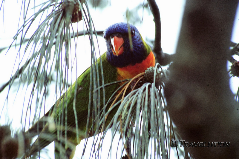 オーストラリアのゴンドワナ雨林の画像14