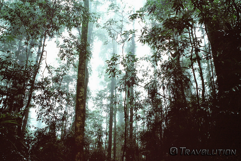 オーストラリアのゴンドワナ雨林の画像16