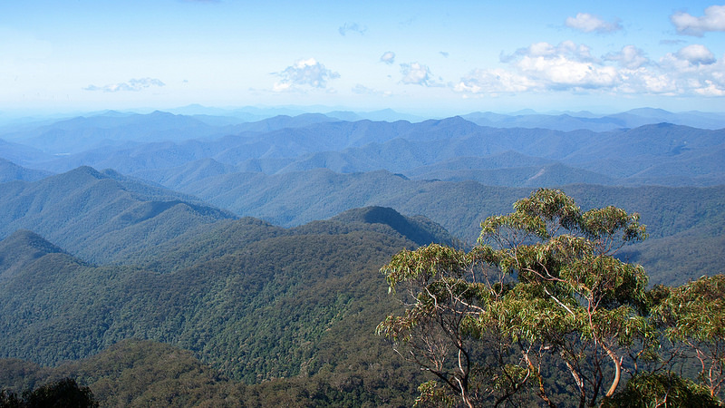 オーストラリアのゴンドワナ雨林の画像22