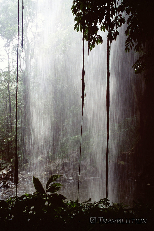 オーストラリアのゴンドワナ雨林の画像26