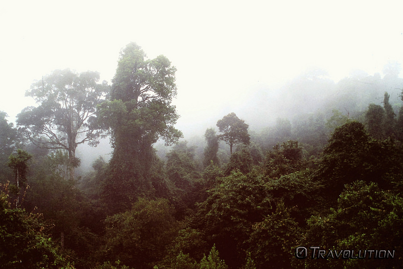 オーストラリアのゴンドワナ雨林の画像28