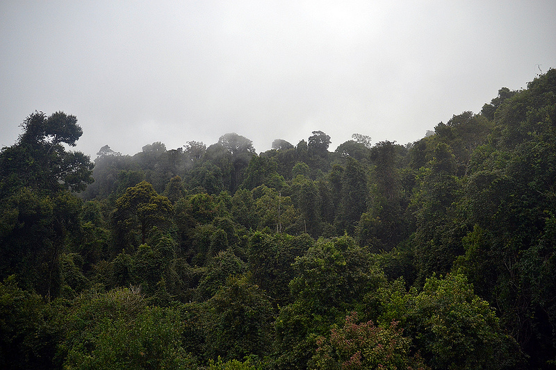 オーストラリアのゴンドワナ雨林の画像30