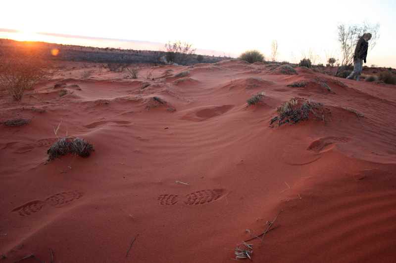 ウルル-カタ・ジュタ国立公園の画像16