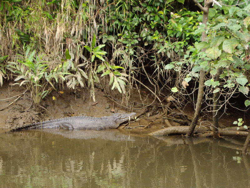 クインズランドの湿潤熱帯地域の画像6