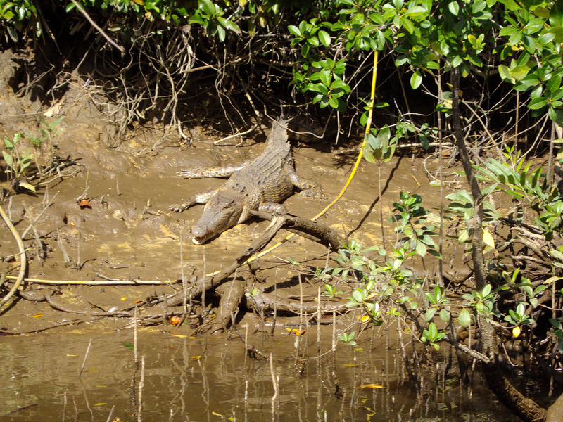 クインズランドの湿潤熱帯地域の画像8