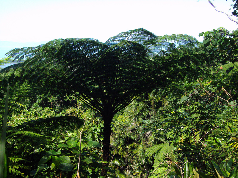 クインズランドの湿潤熱帯地域の画像10