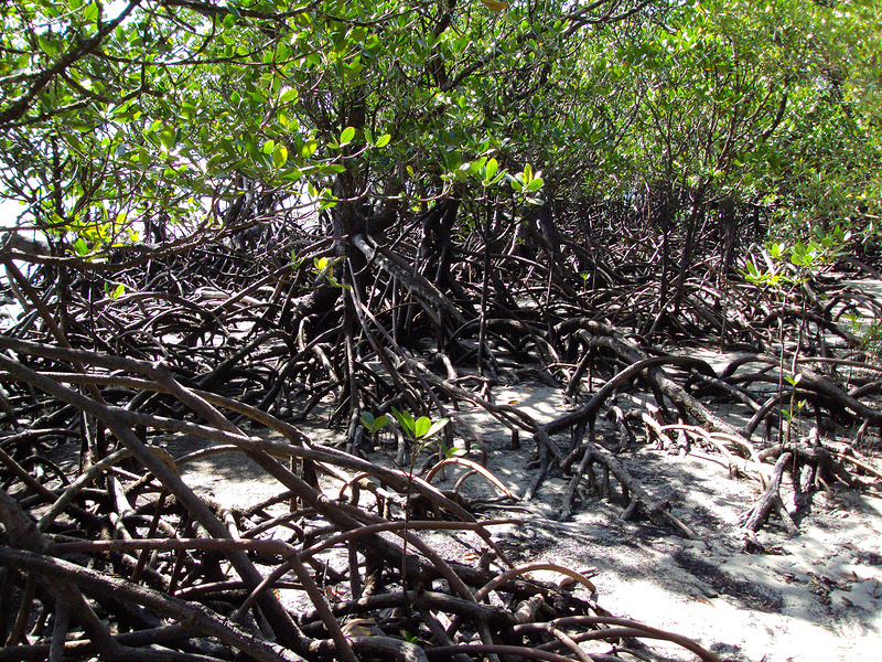 クインズランドの湿潤熱帯地域の画像12