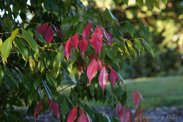 クインズランドの湿潤熱帯地域の画像22