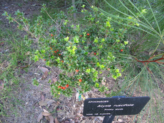 クインズランドの湿潤熱帯地域の画像23
