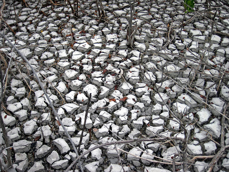 西オーストラリアのシャーク湾の画像13