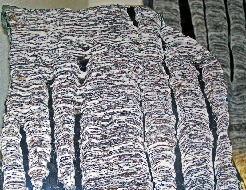 西オーストラリアのシャーク湾の画像16