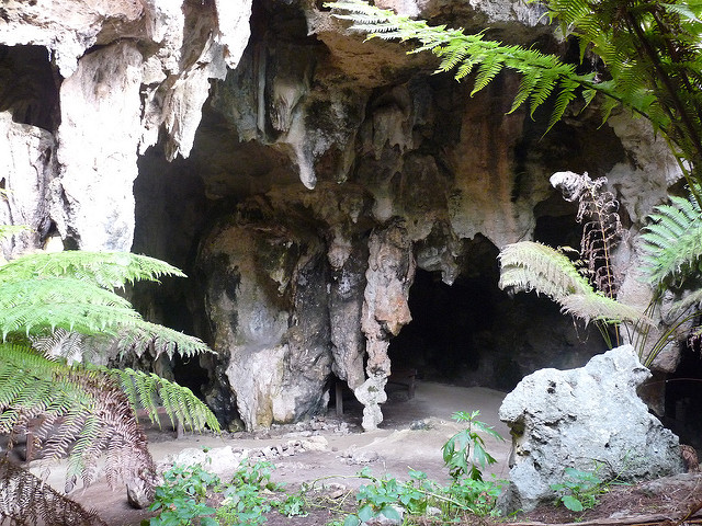 オーストラリアの哺乳類化石地域（リヴァーズレー／ナラコーアテ）の画像7