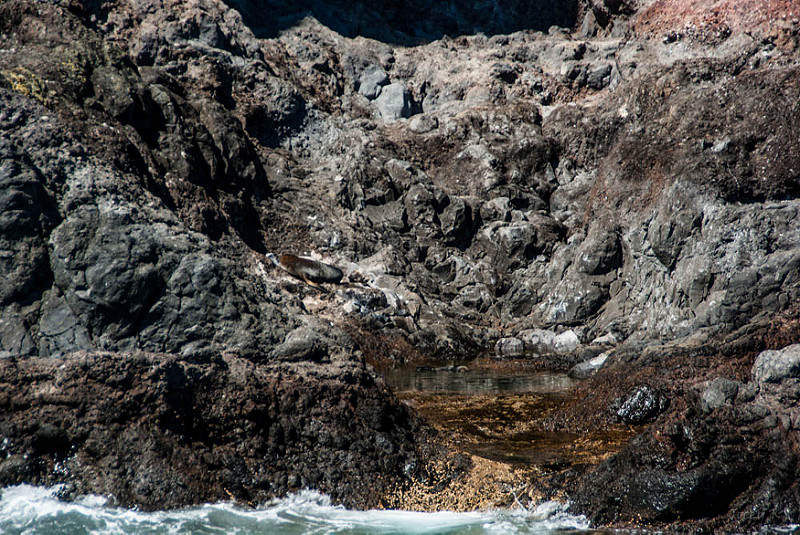 マッコーリー島の画像8