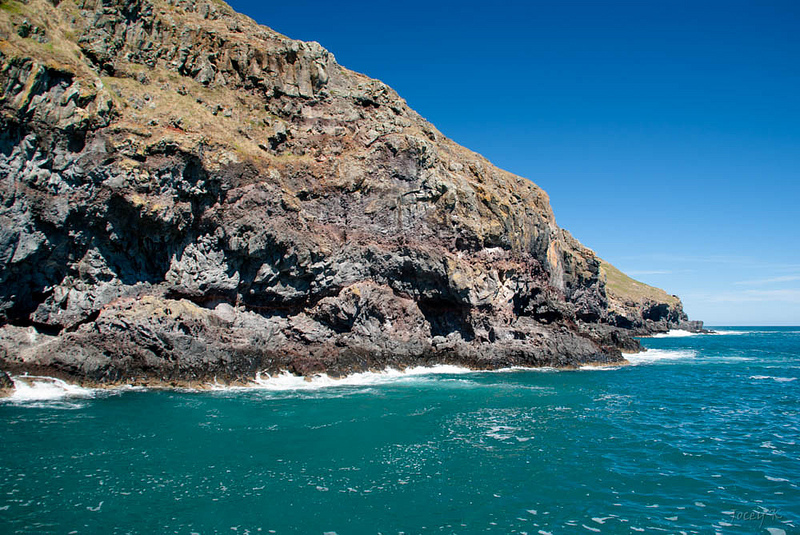 マッコーリー島の画像10