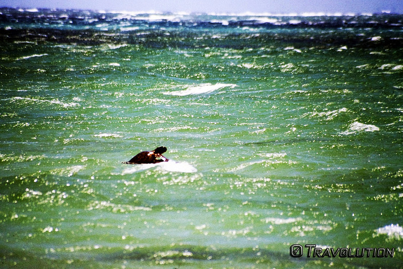 ニンガルー・コーストの画像10