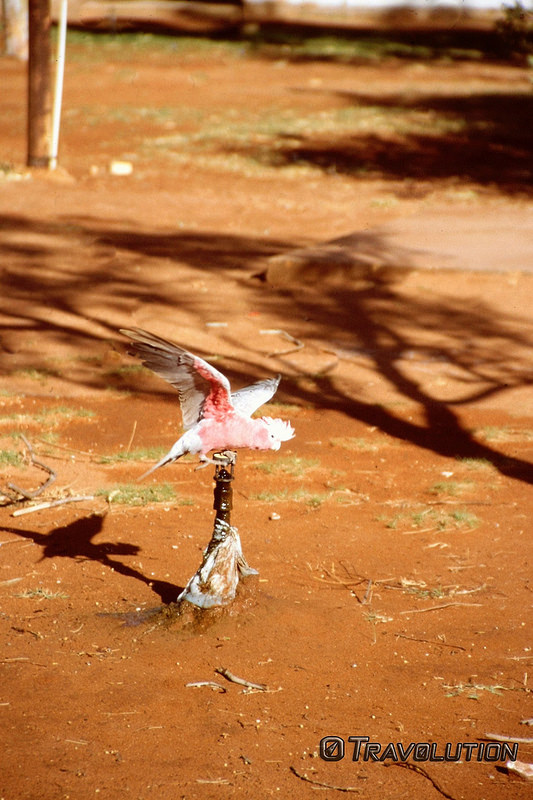 ニンガルー・コーストの画像11