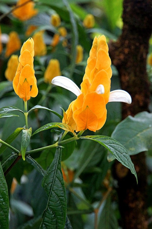 シェーンブルン宮殿と庭園群の画像13