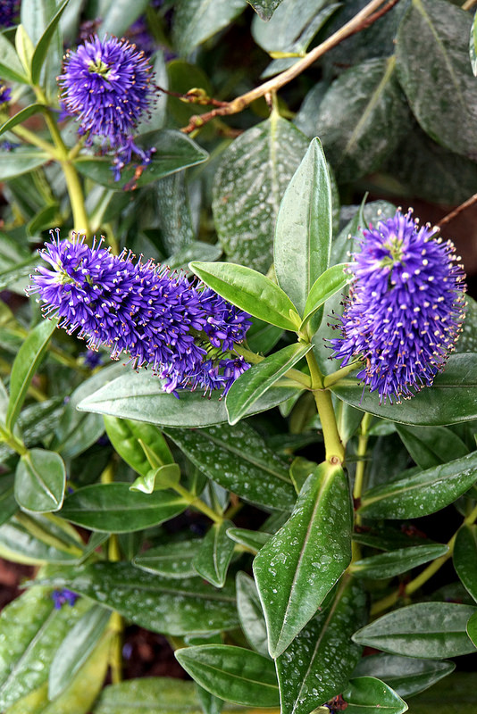 シェーンブルン宮殿と庭園群の画像14