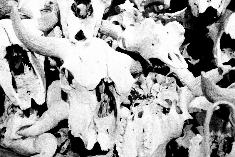 ヘッド-スマッシュト-イン・バッファロー・ジャンプの画像3