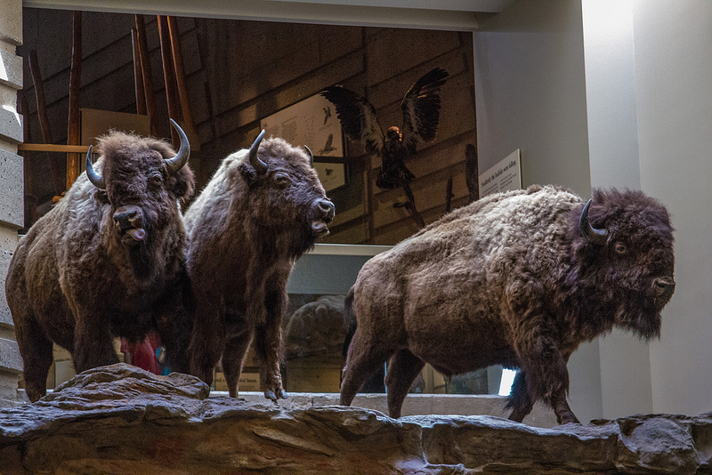 ヘッド-スマッシュト-イン・バッファロー・ジャンプの画像6