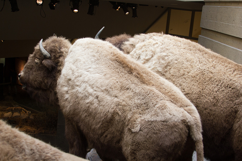 ヘッド-スマッシュト-イン・バッファロー・ジャンプの画像10