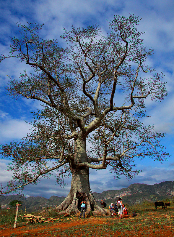 ビニャーレス渓谷の画像9