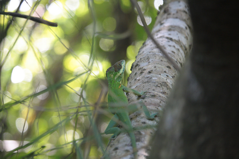 アレハンドロ・デ・フンボルト国立公園の画像3