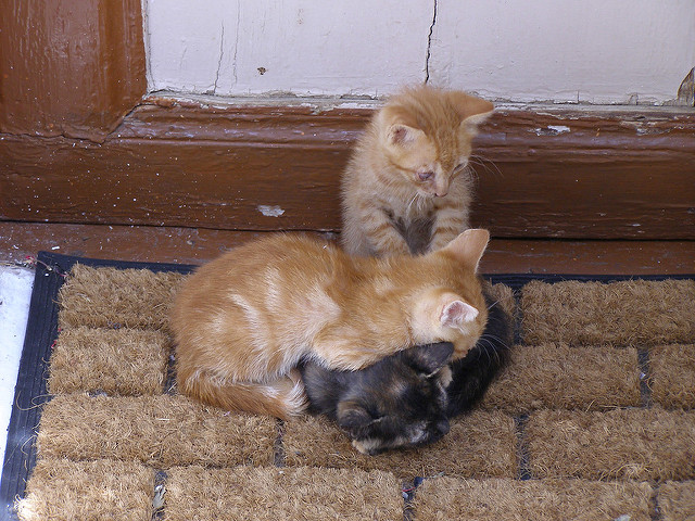 ミストラスの考古遺跡の画像13