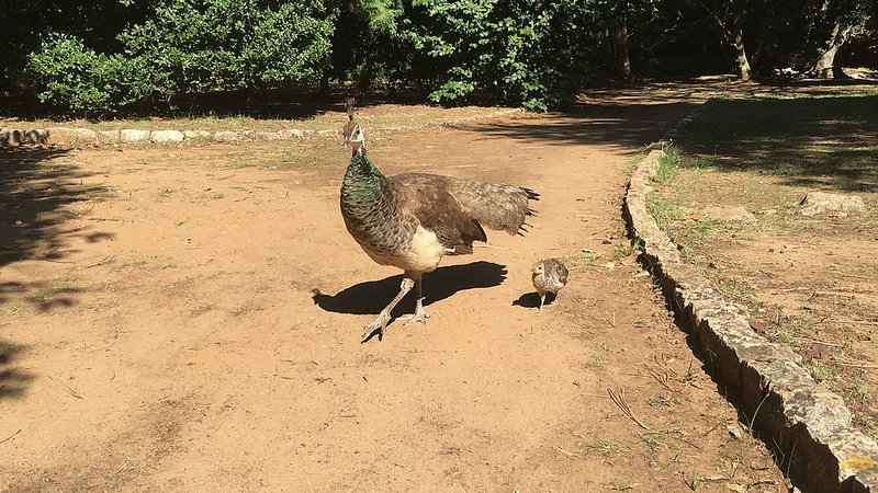 ロクルム島の画像4