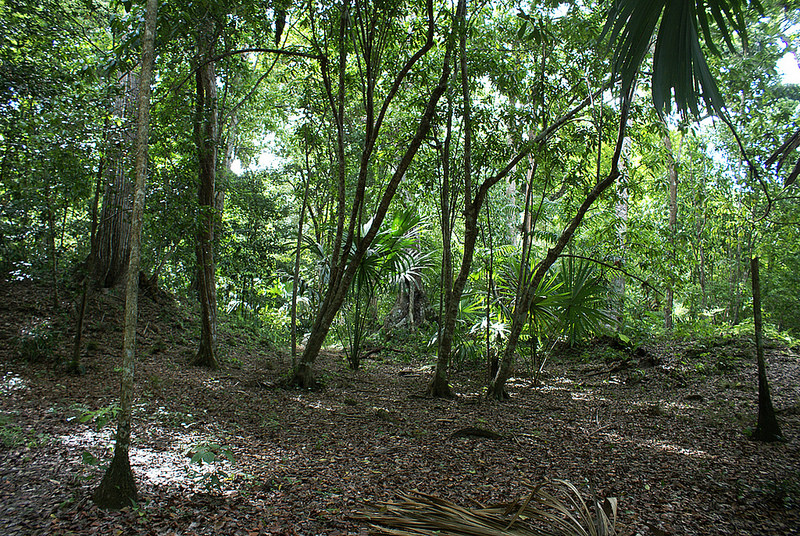 ティカル国立公園の画像14