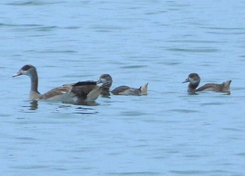 エレメンタイタ湖の画像2