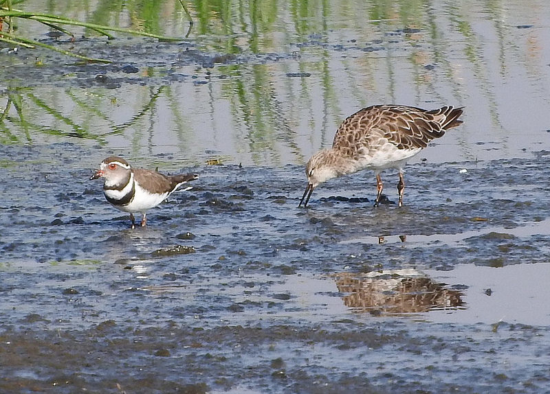 エレメンタイタ湖の画像5