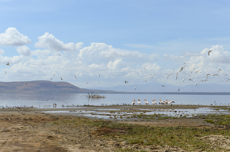 ナクル湖の画像8