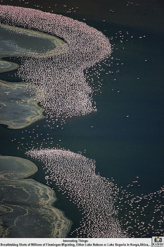 大地溝帯にある ケニアの湖沼群の画像23
