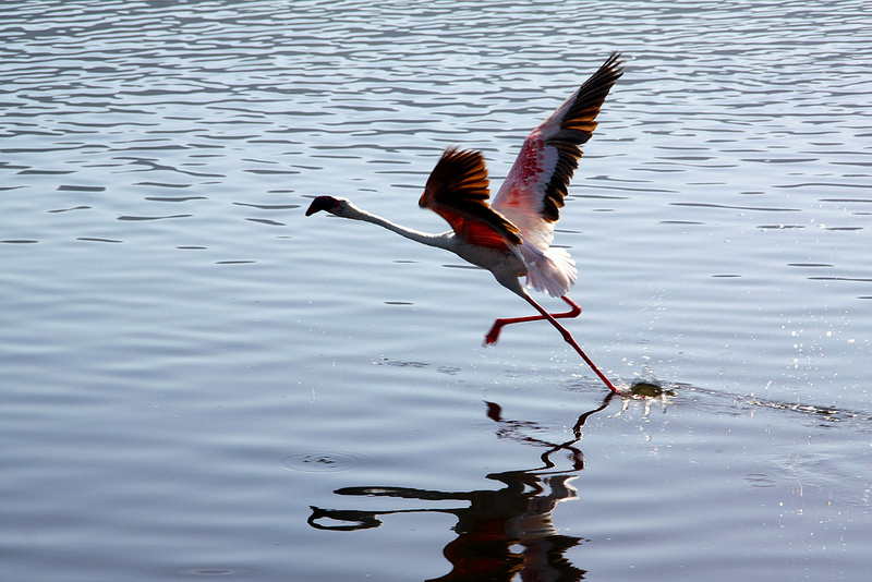 大地溝帯にある ケニアの湖沼群の画像21
