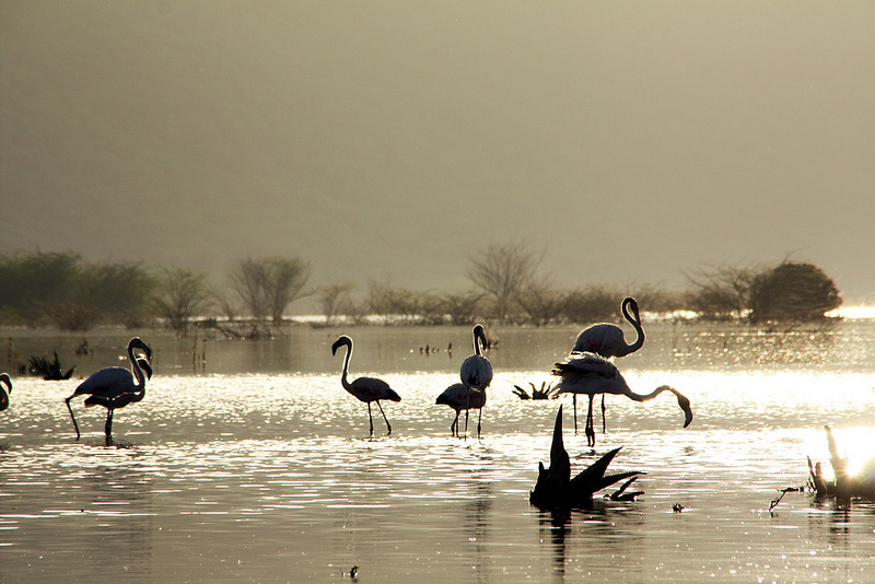 大地溝帯にある ケニアの湖沼群の画像26